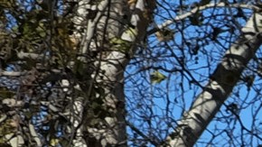 Visitors to the Sepulveda Basin Dog Park look at fallen a tree that was blown down by heavy winds in the Encino section of Los Angeles on Saturday, Jan. 24, 2015. A brief but powerful round of Santa Ana winds with gusts topping 60 mph toppled trees and power lines in Los Angeles. About 9,000 customers were without electricity in the San Fernando Valley Saturday morning. (AP Photo/Richard Vogel)