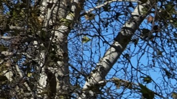Visitors to the Sepulveda Basin Dog Park look at fallen a tree that was blown down by heavy winds in the Encino section of Los Angeles on Saturday, Jan. 24, 2015. A brief but powerful round of Santa Ana winds with gusts topping 60 mph toppled trees and power lines in Los Angeles. About 9,000 customers were without electricity in the San Fernando Valley Saturday morning. (AP Photo/Richard Vogel)