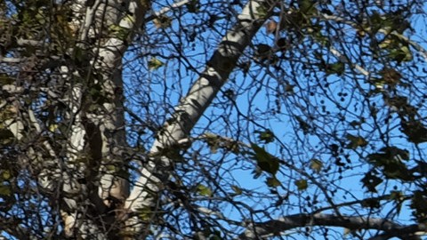 Visitors to the Sepulveda Basin Dog Park look at fallen a tree that was blown down by heavy winds in the Encino section of Los Angeles on Saturday, Jan. 24, 2015. A brief but powerful round of Santa Ana winds with gusts topping 60 mph toppled trees and power lines in Los Angeles. About 9,000 customers were without electricity in the San Fernando Valley Saturday morning. (AP Photo/Richard Vogel)