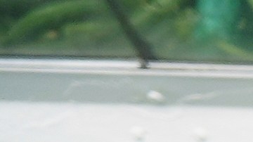 An immigrant mother originally from Guatemala purchases fresh fruits for her children with the balance left on her California EBT (Electronic Benefit Transfer) card used for SNAP benefits, in Los Angeles, Friday, Oct. 31, 2025. (AP Photo/Damian Dovarganes)