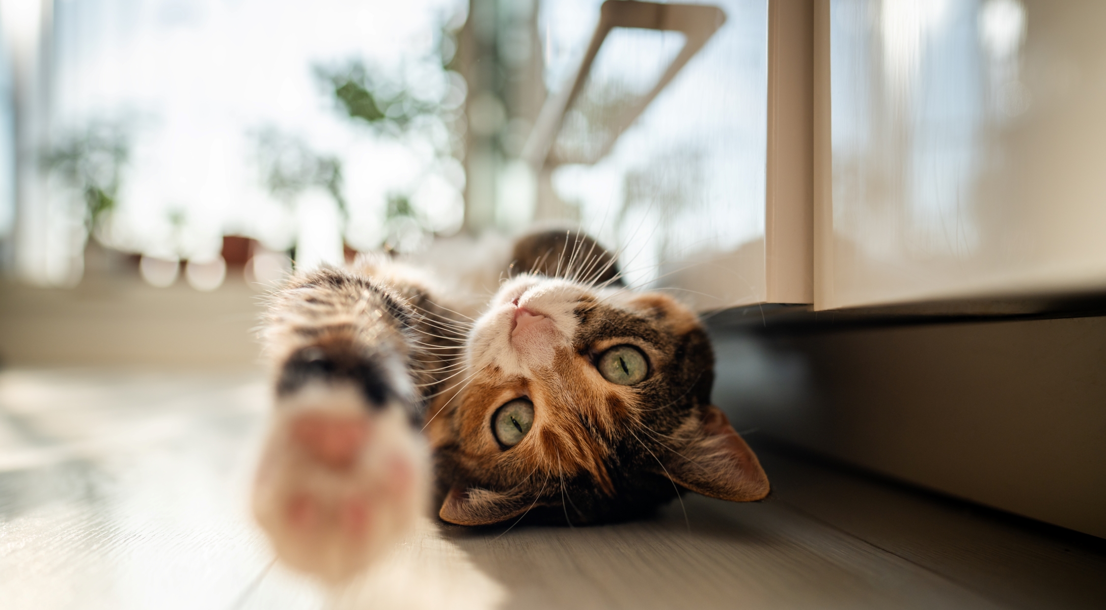 El poder sanador del ronroneo de los gatos, ¿cómo y por qué? - La Opinión
