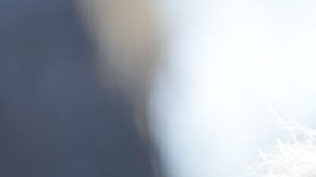 Harrison Ford, actor de Hollywood