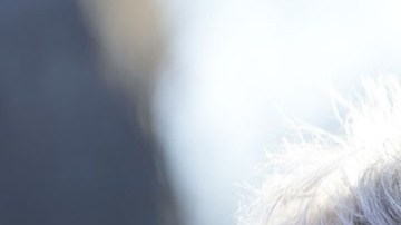 Harrison Ford, actor de Hollywood