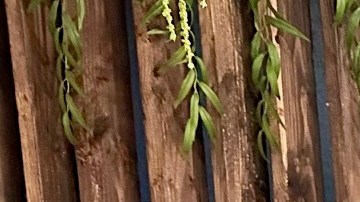 Noel García muestra el pescado zarandeado, la especialidad de su restarurante Santo Fish en Pico Rivera.