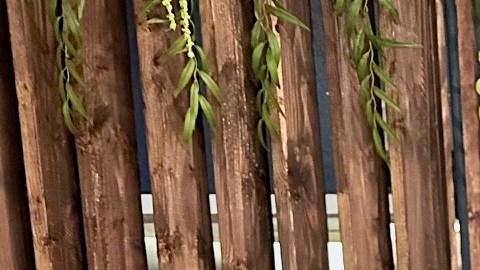 Noel García muestra el pescado zarandeado, la especialidad de su restarurante Santo Fish en Pico Rivera.