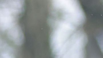 Luis Gamboa marcó los dos goles de México.