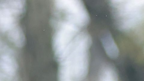 Luis Gamboa marcó los dos goles de México.