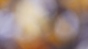 Ciudad de México, 2 de noviembre de 2025. José Juan Macías en festejo de gol, durante el partido correspondiente a la jornada 16 del torneo Apertura 2025 de la Liga BBVA MX, entre los Pumas de la UNAM y los Xolos de Tijuana, realizado en el estadio Olímpico Universitario. Foto: Imago7/ Manlio Contreras