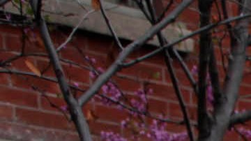 News vans line the parking lot of the Los Angeles County Coroner's office where Whitney Houston's body remains in Los Angeles, Monday, Feb.,13, 2012. Coroner's officials said they will not release any information on an autopsy performed Sunday at the request of police detectives investigating the singer's death. Houston was found in the bathtub of her room, but Assistant Chief Coroner Ed Winter declined to say anything more about the room's condition or any evidence investigators recovered. (AP Photo/Nick Ut)