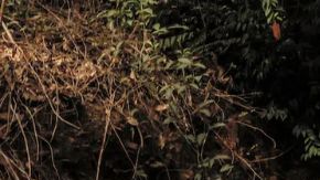 Mitsubishi L200 Savana