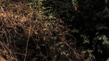 Mitsubishi L200 Savana