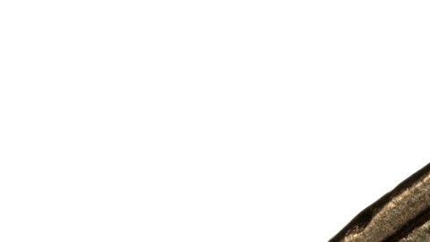 Moneda de $20 pesos valiosa