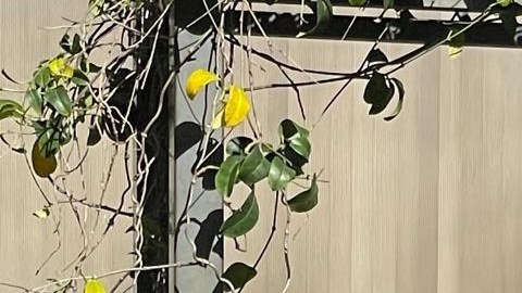 María Luisa Bernal García junto a su esposo Milton el día de su boda en abril de 2024.