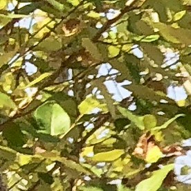 In this Sept. 6, 2018, photo, Portland Police K-9 Officer Shawn Gore gives commands to police dog Jasko, in Portland, Ore. Jasko is wearing a new canine body camera on his back that Gore is testing out for the Portland Police Bureau, which currently outfits 10 dogs with body-worn cameras. The devices generally attach to dogs’ backs on a vest and transmit video to a handler watching from a screen, possibly on their wrist or around their necks, so officers can better assess what they are up against in a situation. (AP Photo/Gillian Flaccus)