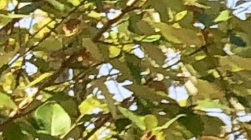 In this Sept. 6, 2018, photo, Portland Police K-9 Officer Shawn Gore gives commands to police dog Jasko, in Portland, Ore. Jasko is wearing a new canine body camera on his back that Gore is testing out for the Portland Police Bureau, which currently outfits 10 dogs with body-worn cameras. The devices generally attach to dogs’ backs on a vest and transmit video to a handler watching from a screen, possibly on their wrist or around their necks, so officers can better assess what they are up against in a situation. (AP Photo/Gillian Flaccus)