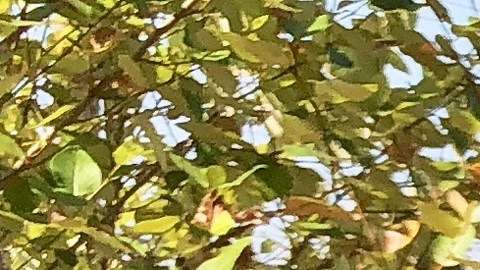 In this Sept. 6, 2018, photo, Portland Police K-9 Officer Shawn Gore gives commands to police dog Jasko, in Portland, Ore. Jasko is wearing a new canine body camera on his back that Gore is testing out for the Portland Police Bureau, which currently outfits 10 dogs with body-worn cameras. The devices generally attach to dogs’ backs on a vest and transmit video to a handler watching from a screen, possibly on their wrist or around their necks, so officers can better assess what they are up against in a situation. (AP Photo/Gillian Flaccus)