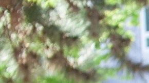 Contrario a lo creído, revelan que muchas plantas de interior pueden colaborar con el estrés