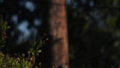FILE - Demonstrators stage outside Dodger Stadium, June 21, 2025, in Los Angeles. (AP Photo/Damian Dovarganes, file)