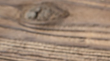 Las dos caras de la remolacha: una beneficiosa, otra contraindicada