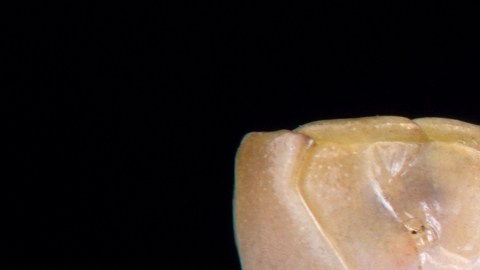 ¿Alternativa segura? Tecnología de ARNm podría reducir discapacidades en personas con mordeduras de serpientes