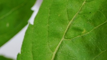 Suplementos vitamínicos y minerales: el respaldo cuando la alimentación falla