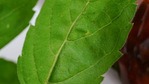 Suplementos vitamínicos y minerales: el respaldo cuando la alimentación falla