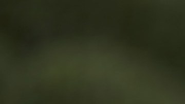 Tom Homan, zar fronterizo