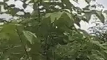 Violencia en Veracruz