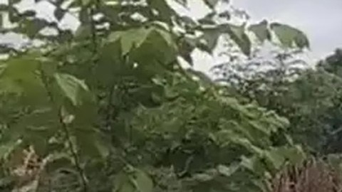 Violencia en Veracruz