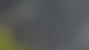 La albahaca es un símbolo de prosperidad.