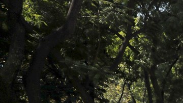 Nueva marcha de la Generación Z en Ciudad de México se realizó sin incidentes y con escasa participación