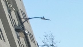 La iniciativa, que se ha consolidado como una tradición anual, entregará una comida caliente con pavo, completamente gratuita, así como artículos esenciales.