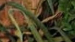 Dieta mediterránea combinada con ejercicio físico actúa como protectora contra la diabetes tipo 2