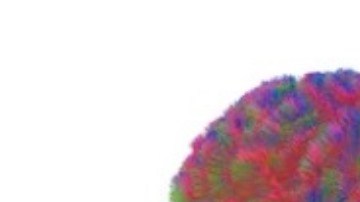 El cerebro humano recorre cinco etapas de vida: estudio revela que el modo adulto comienza a los 30 años