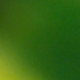 Reportan primera muerte relacionada con alergia a la carne causada por la picadura de una garrapata