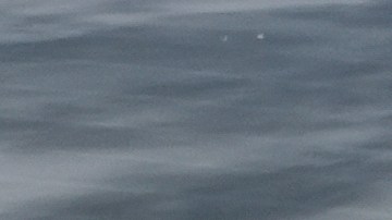 Tras ser arrestados, los padres del joven fueron separados en dos centros de detención: la madre está en Kentucky y el padre en Michigan.