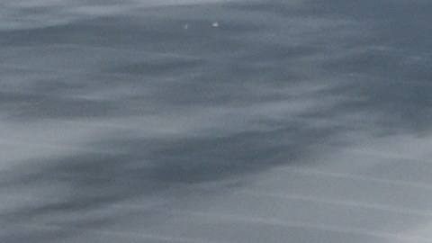 Tras ser arrestados, los padres del joven fueron separados en dos centros de detención: la madre está en Kentucky y el padre en Michigan.