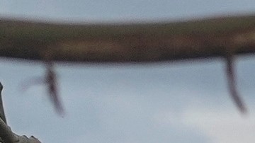 Melissa arrasó Jamaica como uno de los huracanes del Atlántico más fuertes de los que se tenga registro.