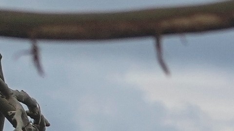 Melissa arrasó Jamaica como uno de los huracanes del Atlántico más fuertes de los que se tenga registro.