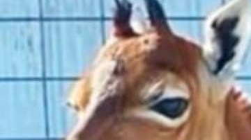 Una necropsia determinará las causas de su muerte.