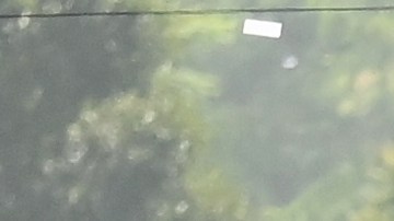 os jugadores de los Dodgers de Los Ángeles pasean por las calles de la ciudad al celebrar el campeonato de la Serie Mundial, el lunes 3 de noviembre de 2025, en Los Ángeles. (AP Foto/Kyusung Gong)