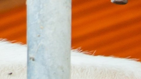 Las autoridades estatales continúan investigando las condiciones de seguridad laboral en la lechería