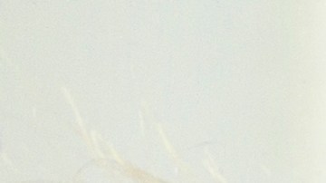 La disciplina es uno de los puntos fuertes de estos signos del zodiaco.