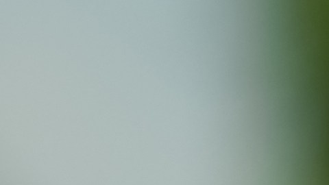 El trébol de 4 hojas es un símbolo de suerte.