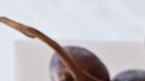 ¿Cuál es el motivo detrás de la disminución en el precio de la cena de Acción de Gracias?