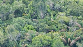 Amazonía brasileña. El pulmón del planeta fue la protagonista de la COP30, cuya celebración, este año, coincidió con el año en el que se conmemora el décimo aniversario del Acuerdo de París.