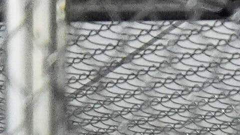 AI denuncia 'tortura y desapariciones’ en Alligator Alcatraz y Krome North, en Florida