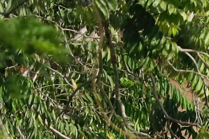 Jimena Araya es vinculada a la fuga de la cárcel de Tocorón de alias Niño Guerrero, señalado como líder de la organización Tren de Aragua.