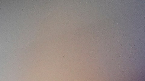 Canada forward Jacob Shaffelburg walks off the field after receiving a red card during the first half of a CONCACAF Gold Cup quarterfinals soccer match against Guatemala, Sunday, June 29, 2025, in Minneapolis. (AP Photo/Abbie Parr)