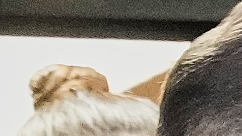 Frederick Green, 20, of The Bronx borough of New York, charged with attempted murder in the shooting of New York Jets' player Kris Boyd, is escorted from the Midtown South Police Precinct, in New York, Tuesday, Dec. 9, 2025. (AP Photo/Richard Drew)